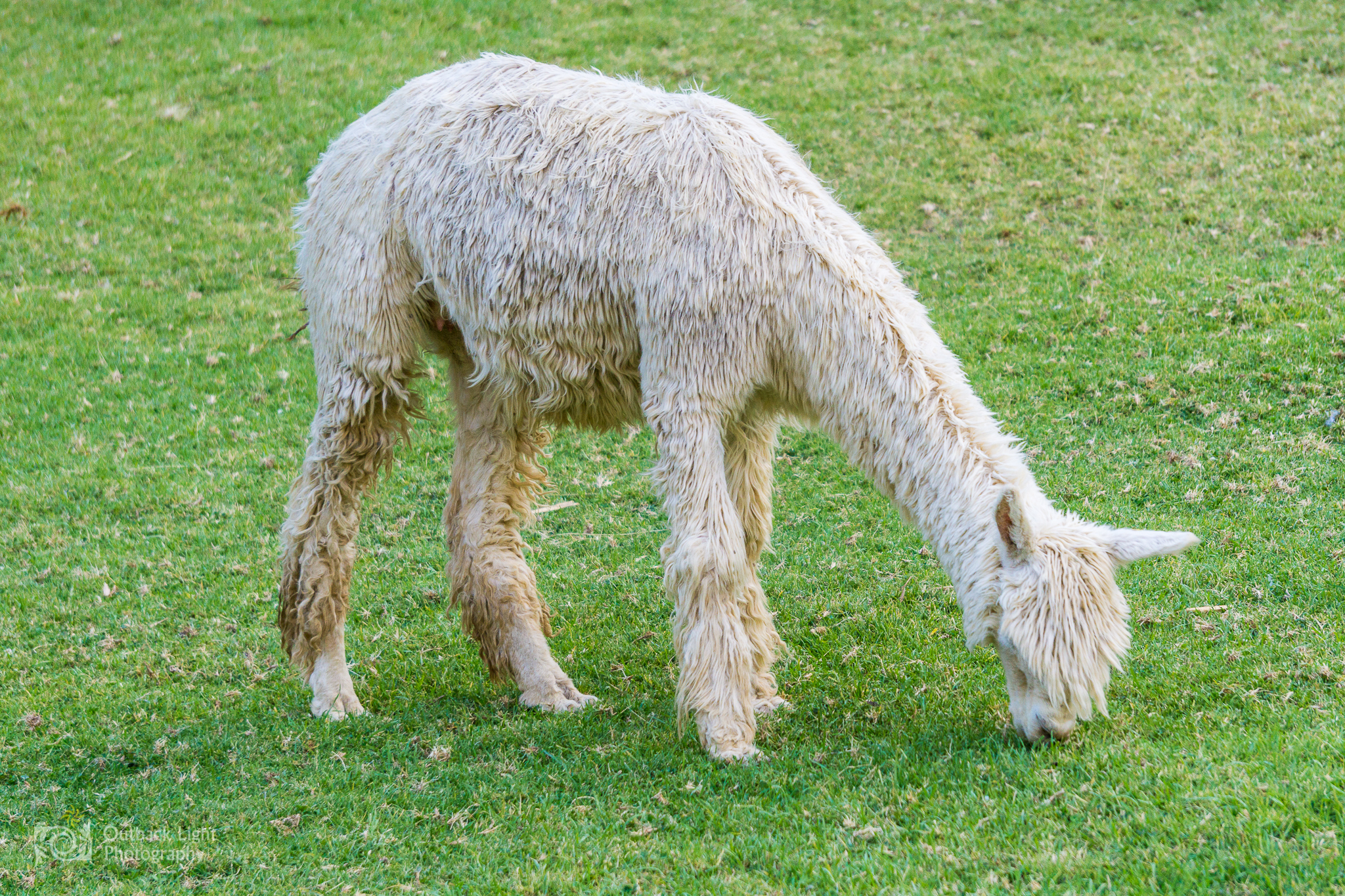 Peru 2016 A6000 6736