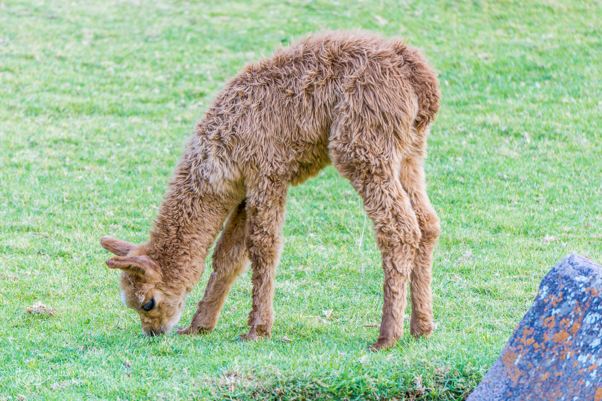 Peru 2016 A6000 6741