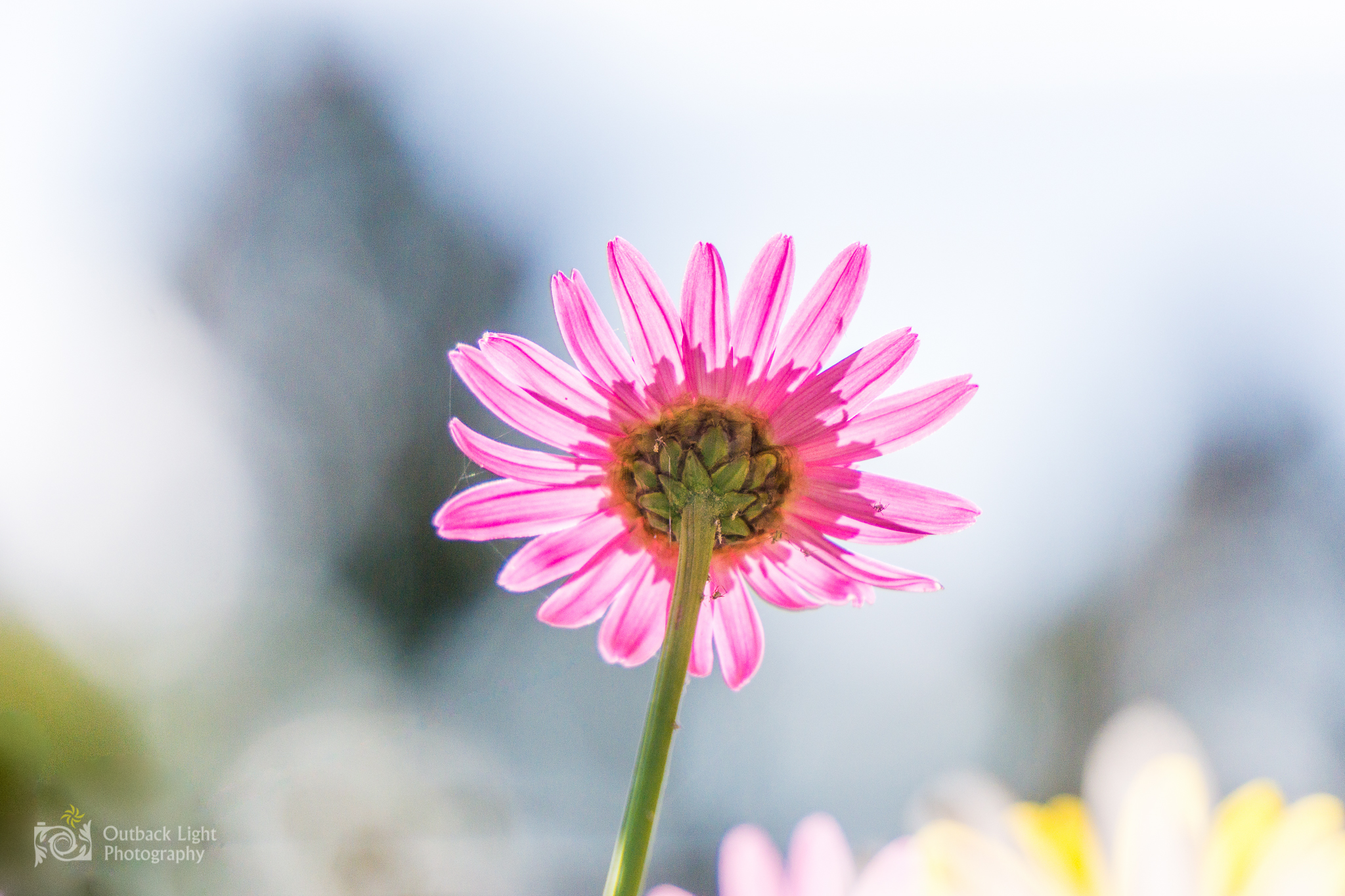 Peru 2016 A6000 6860