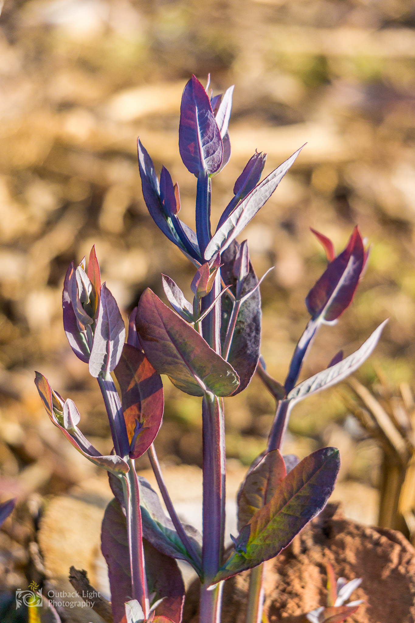 Peru 2016 A6000 6899