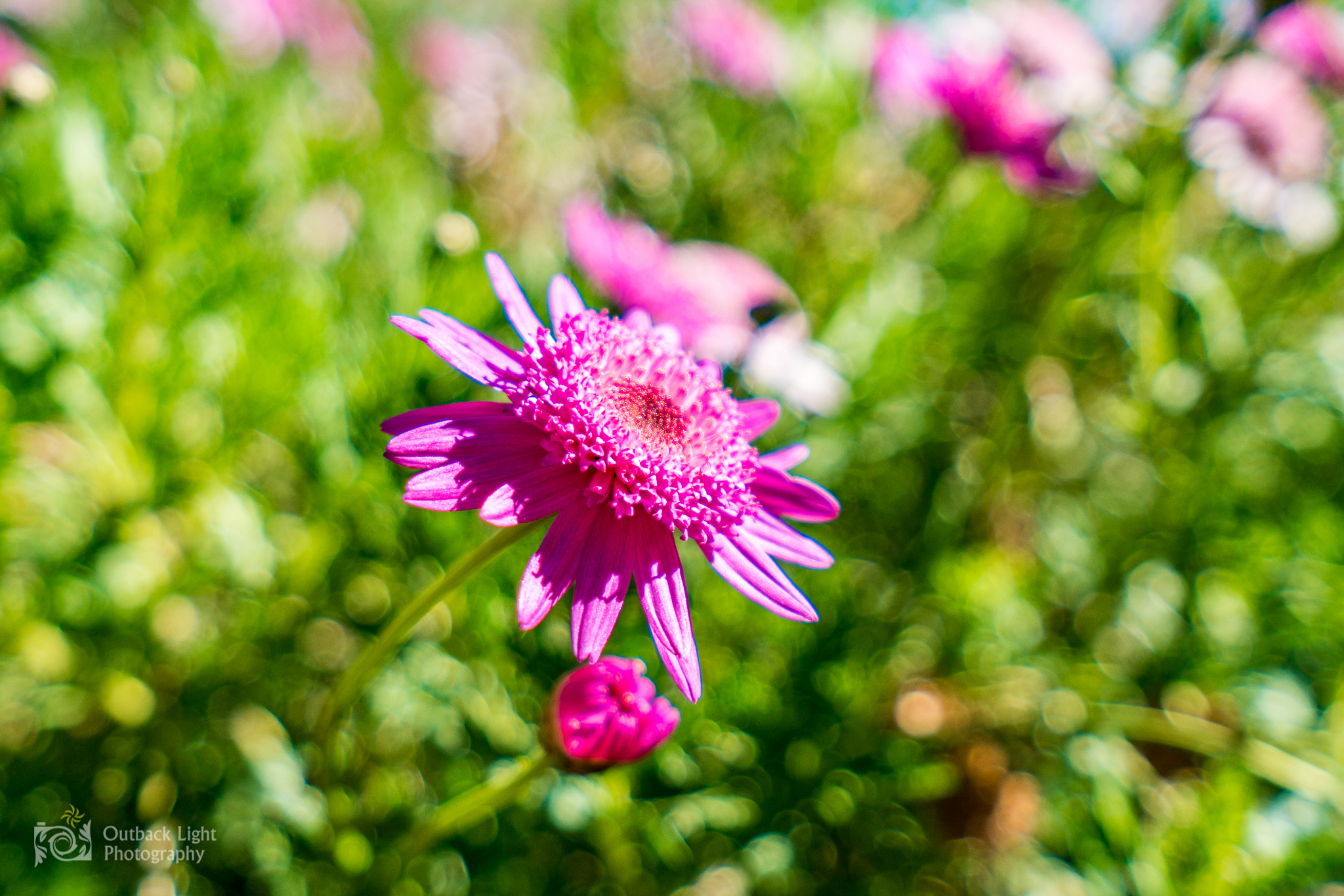 Peru 2016 A7RII 4614