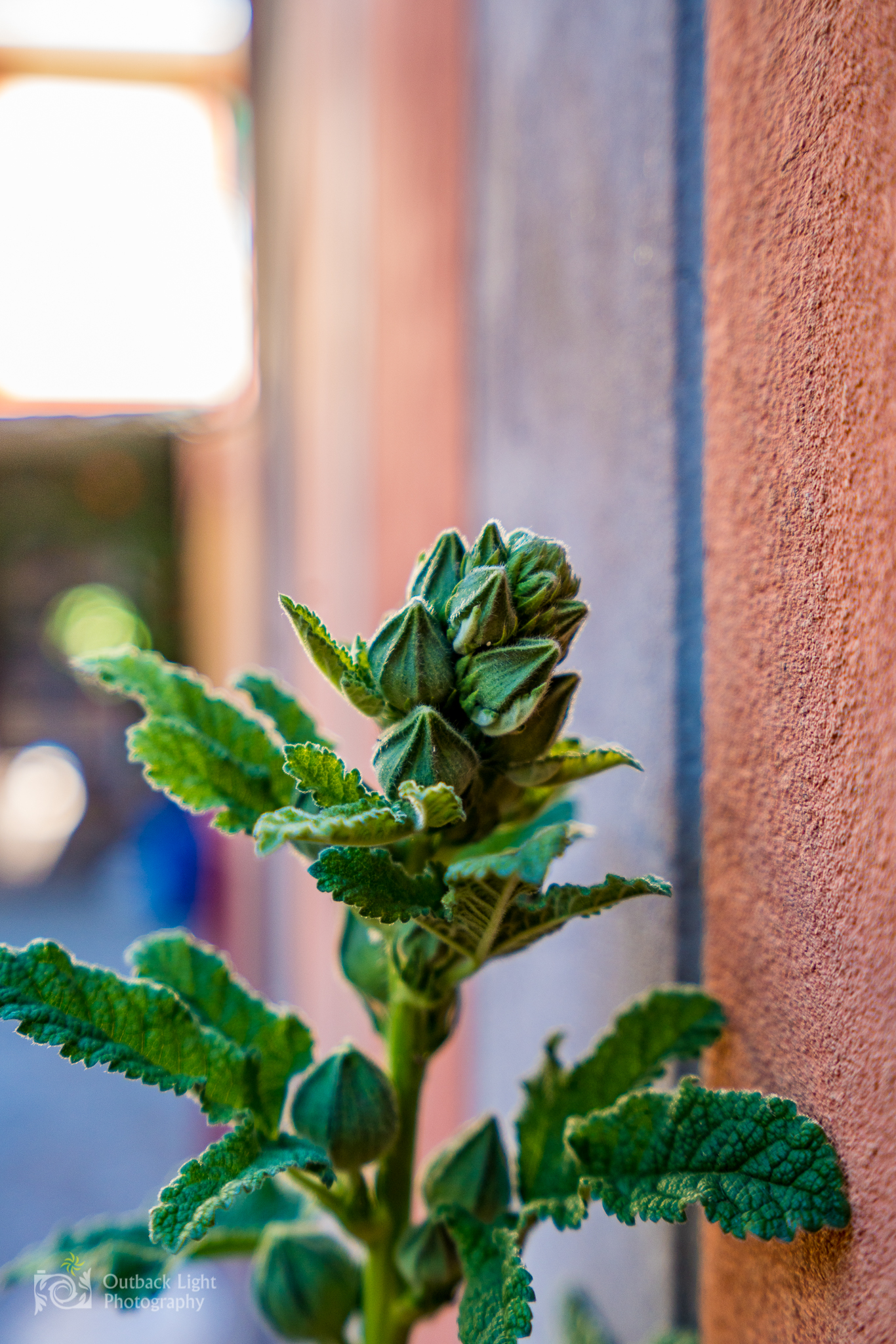 Peru 2016 A7RII 4628