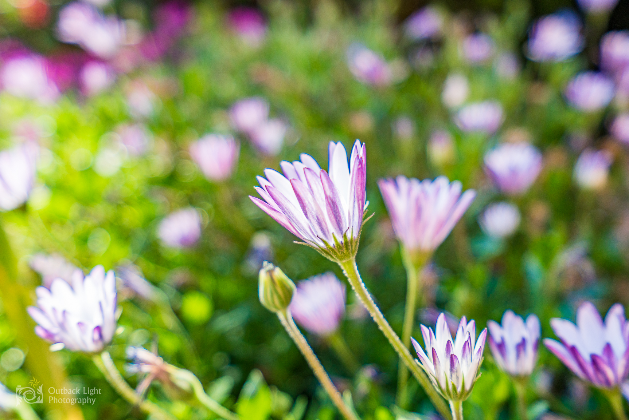 Peru 2016 A7RII 4633