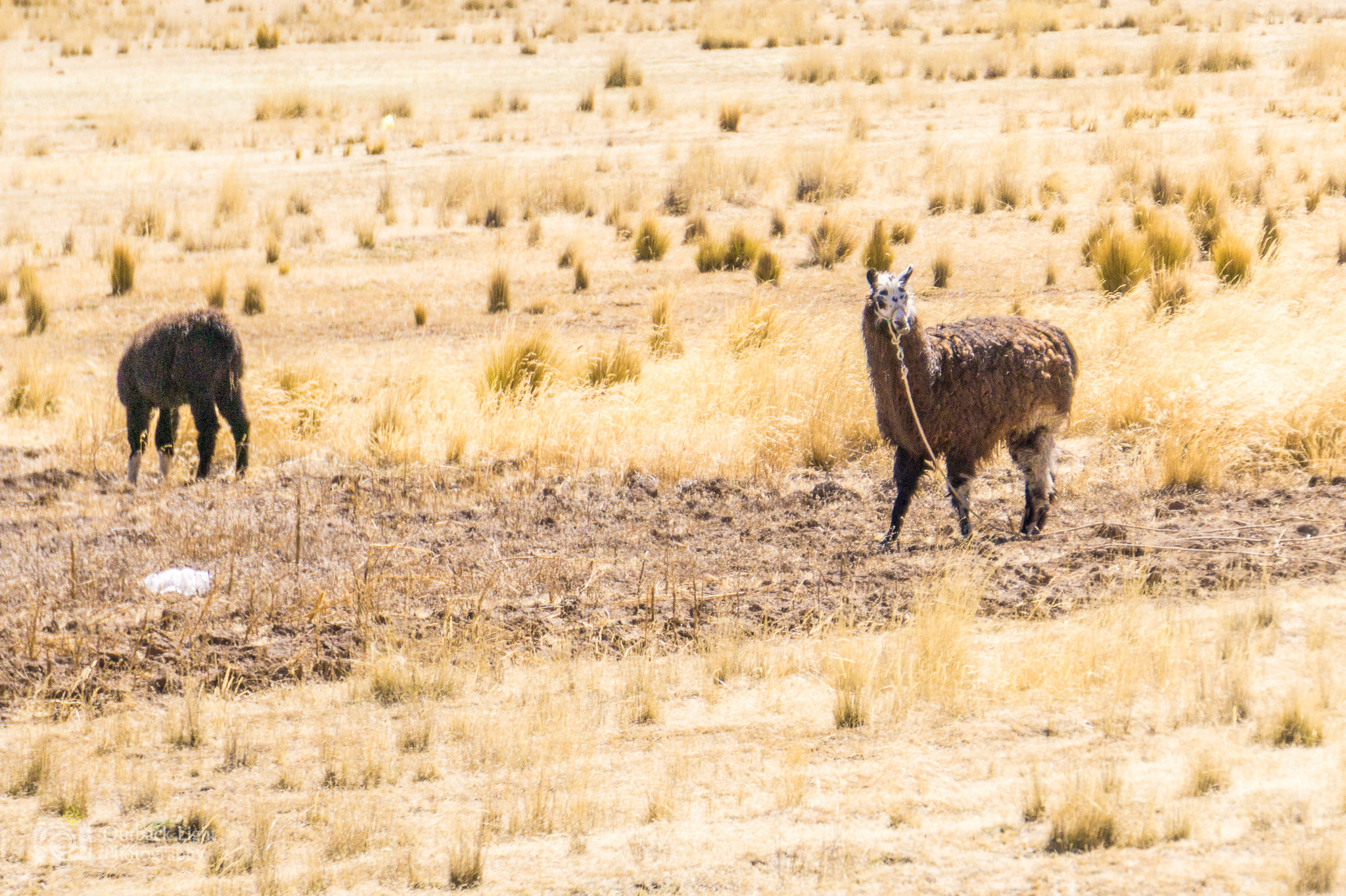 Peru 2016 A6000 7019