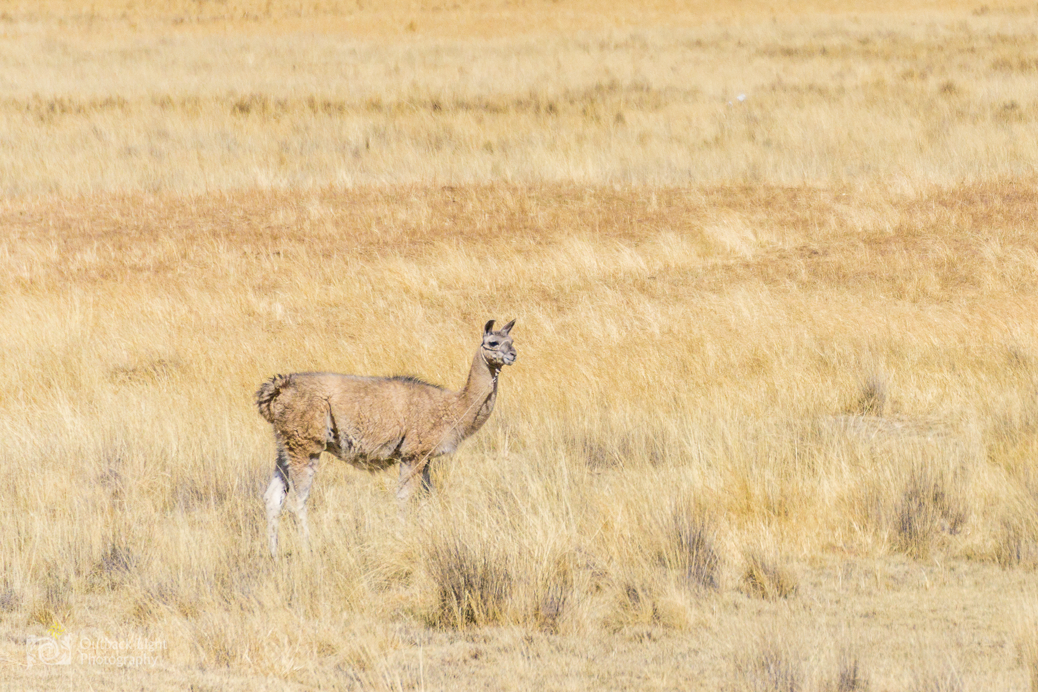 Peru 2016 A6000 7021