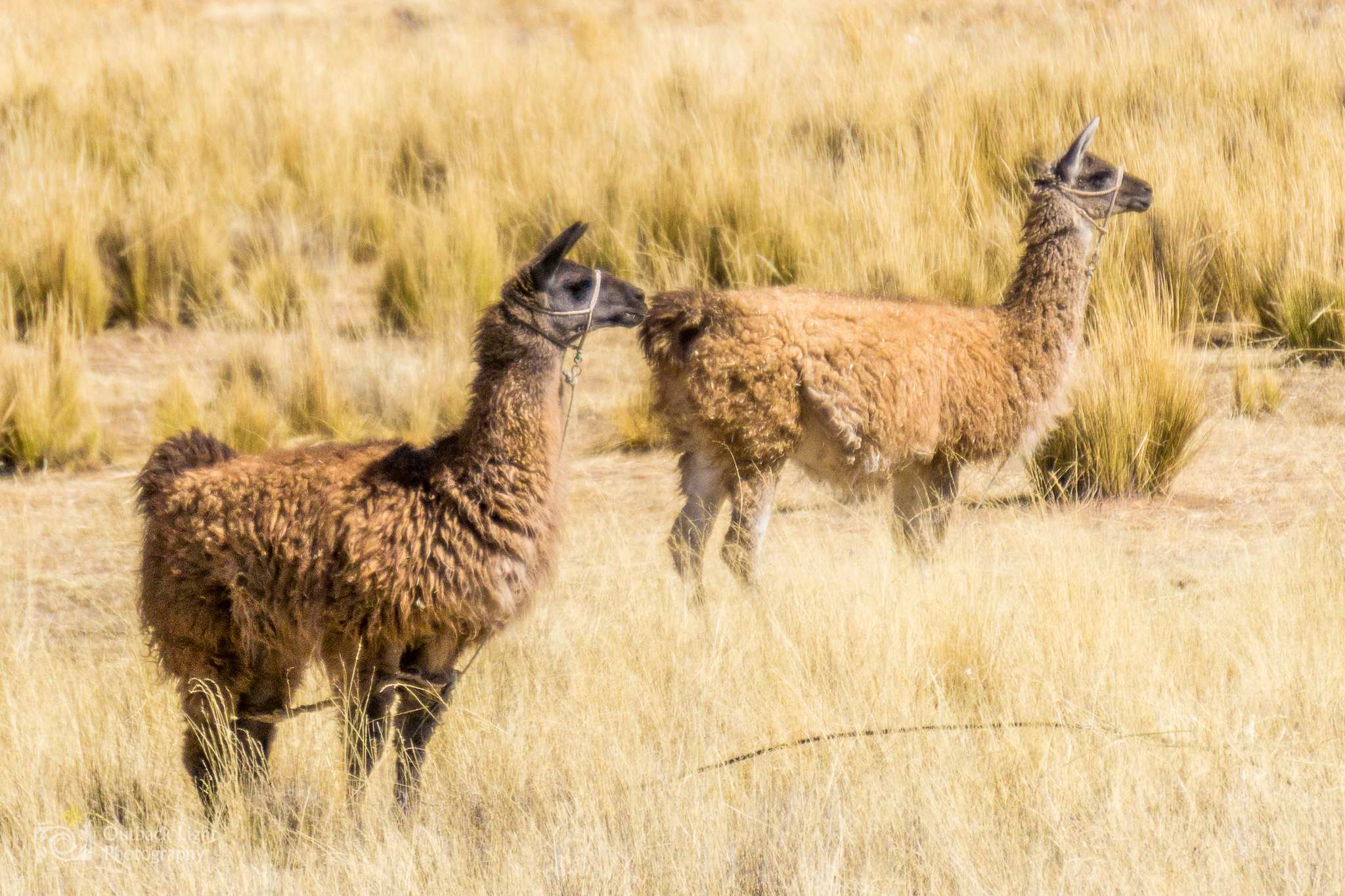 Peru 2016 A6000 7036
