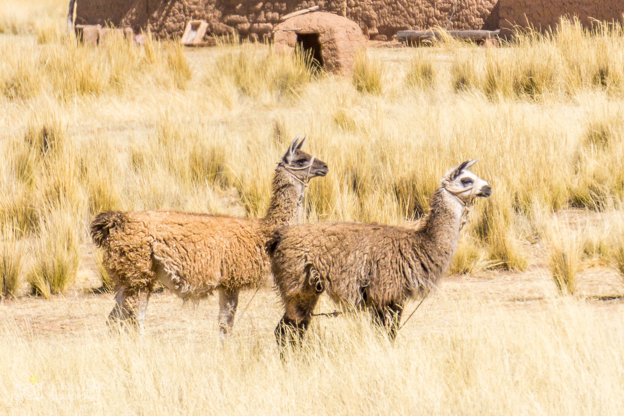 Peru 2016 A6000 7037