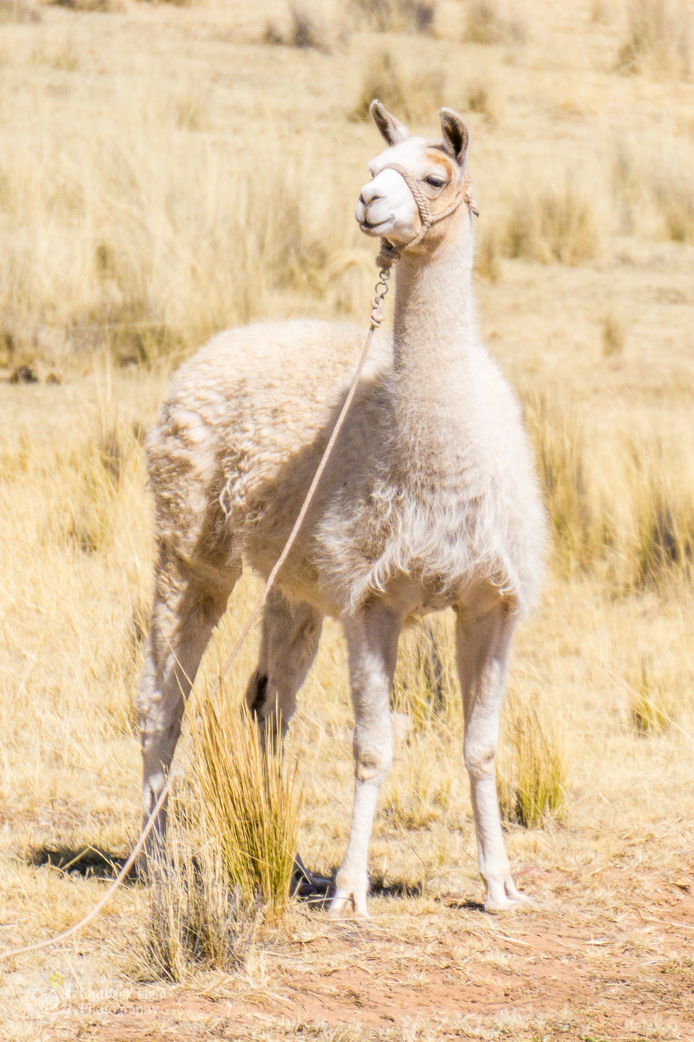 Peru 2016 A6000 7040