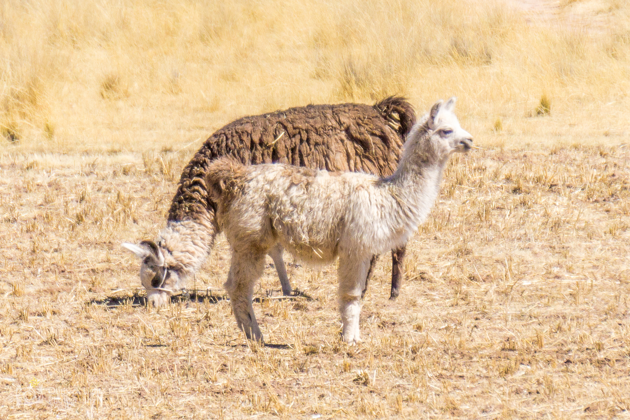 Peru 2016 A6000 7043