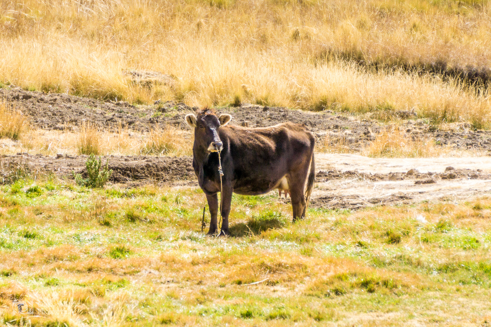 Peru 2016 A6000 7063