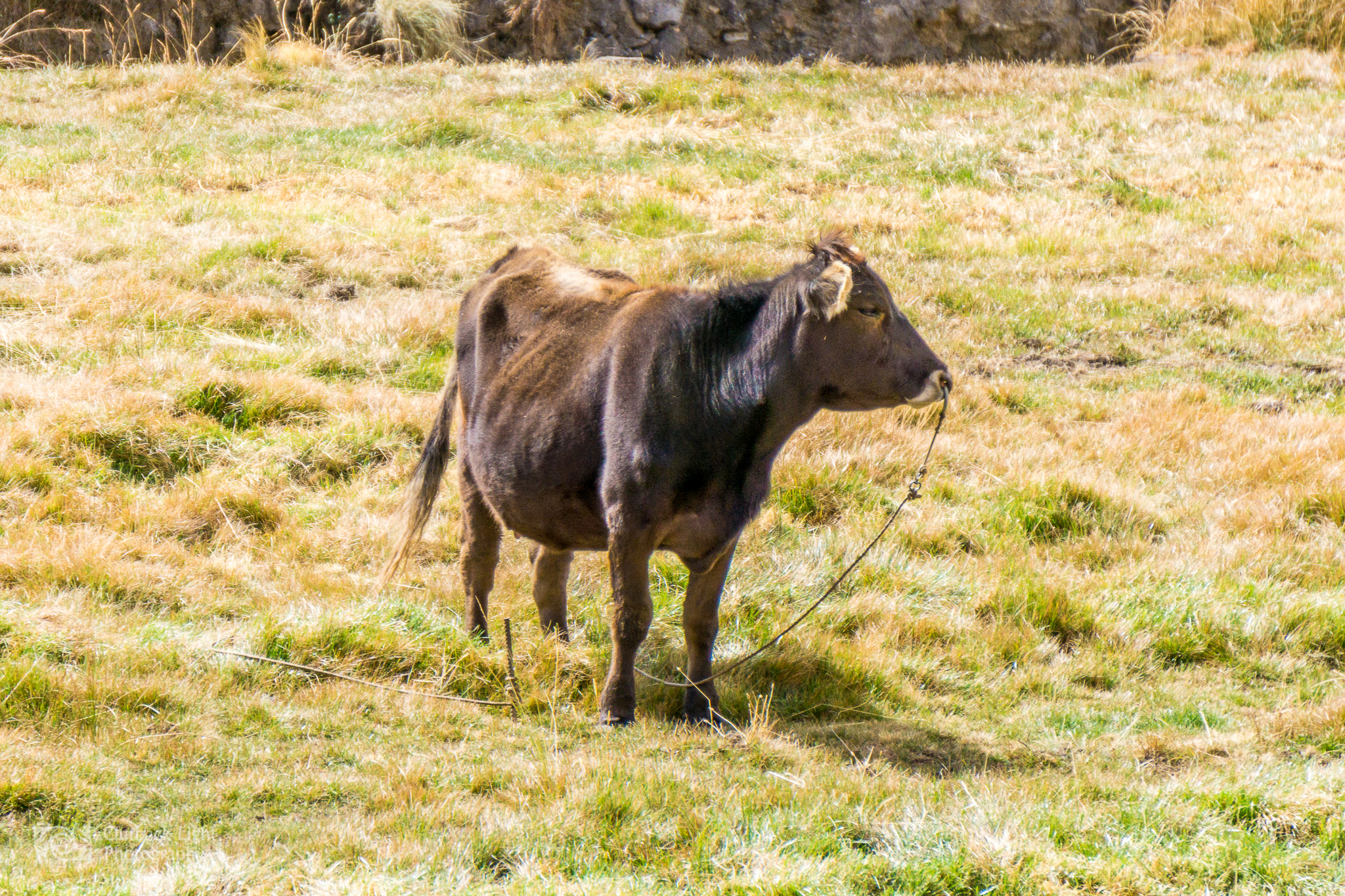 Peru 2016 A6000 7067