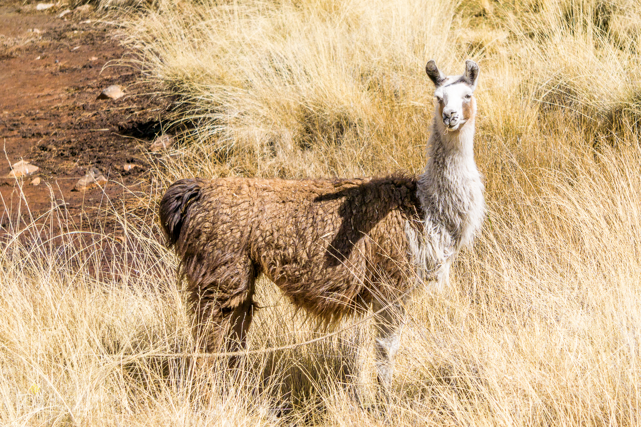 Peru 2016 A6000 7080