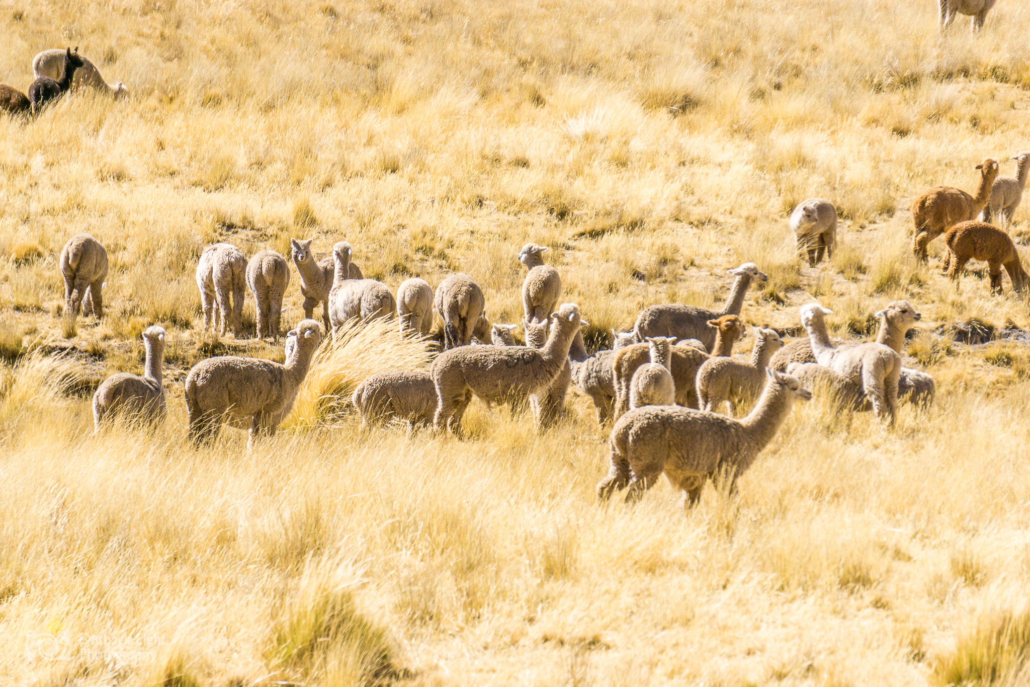 Peru 2016 A6000 7085