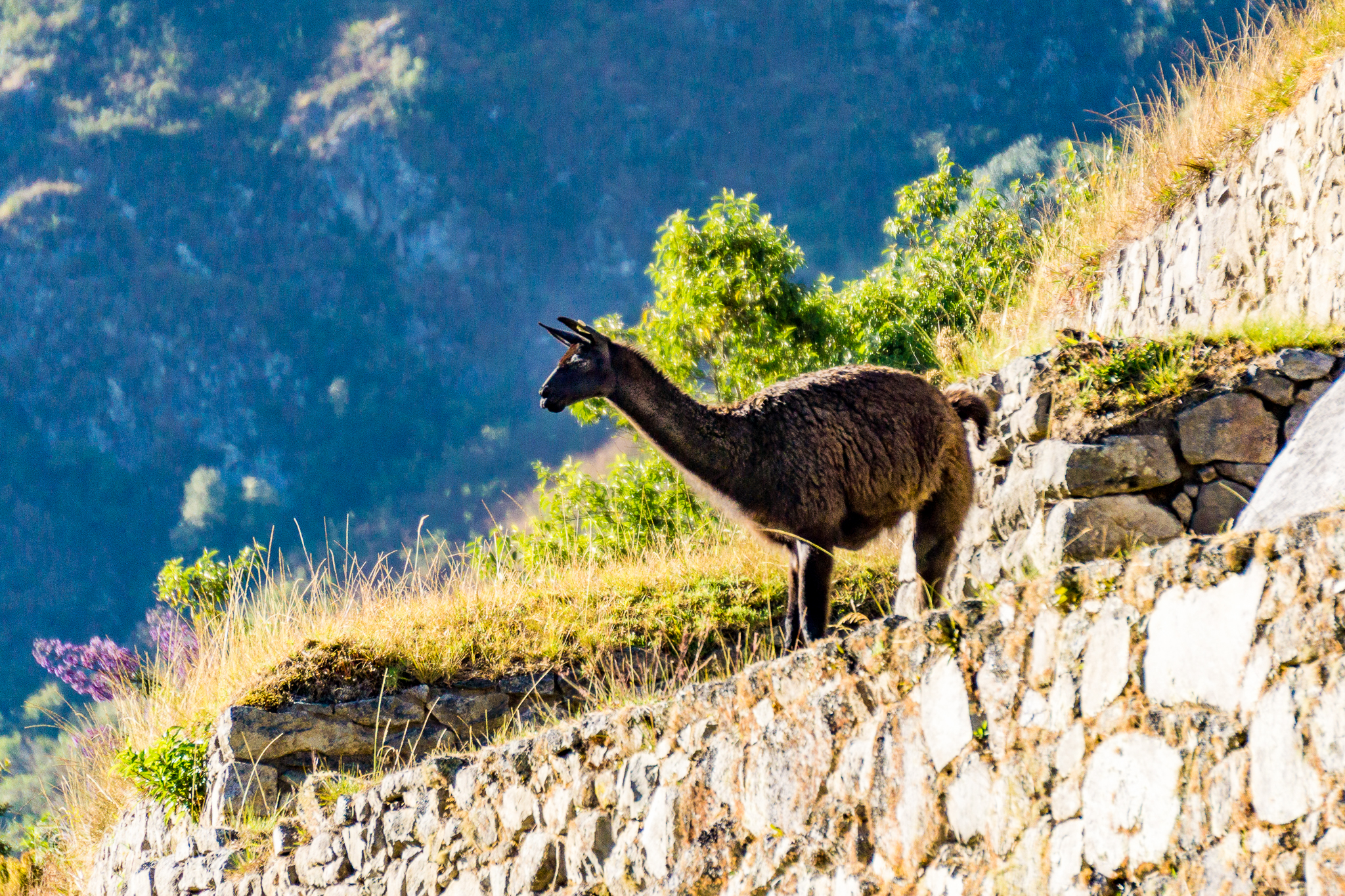 Peru 2016 A6000 7175