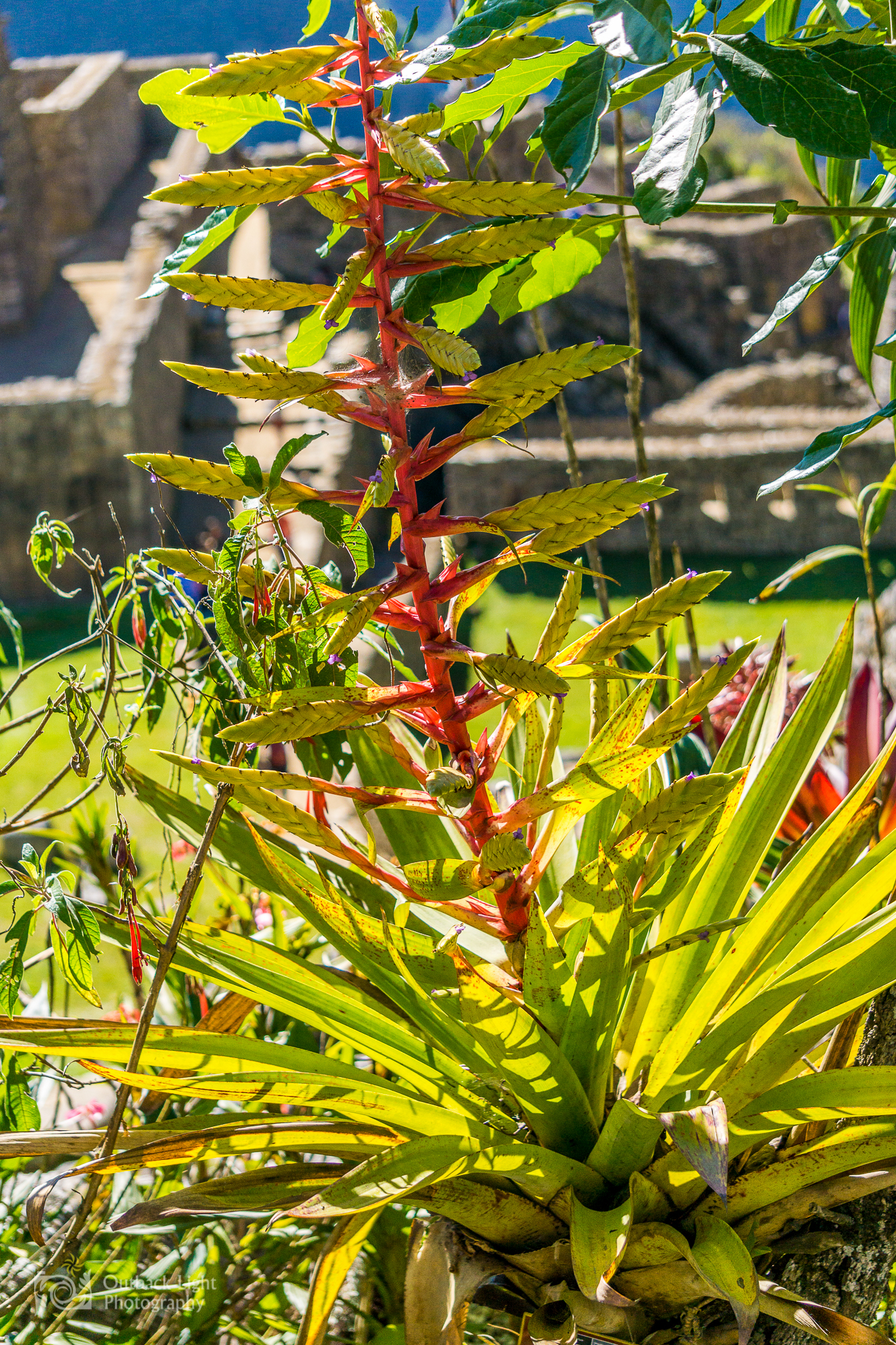 Peru 2016 A6000 7210