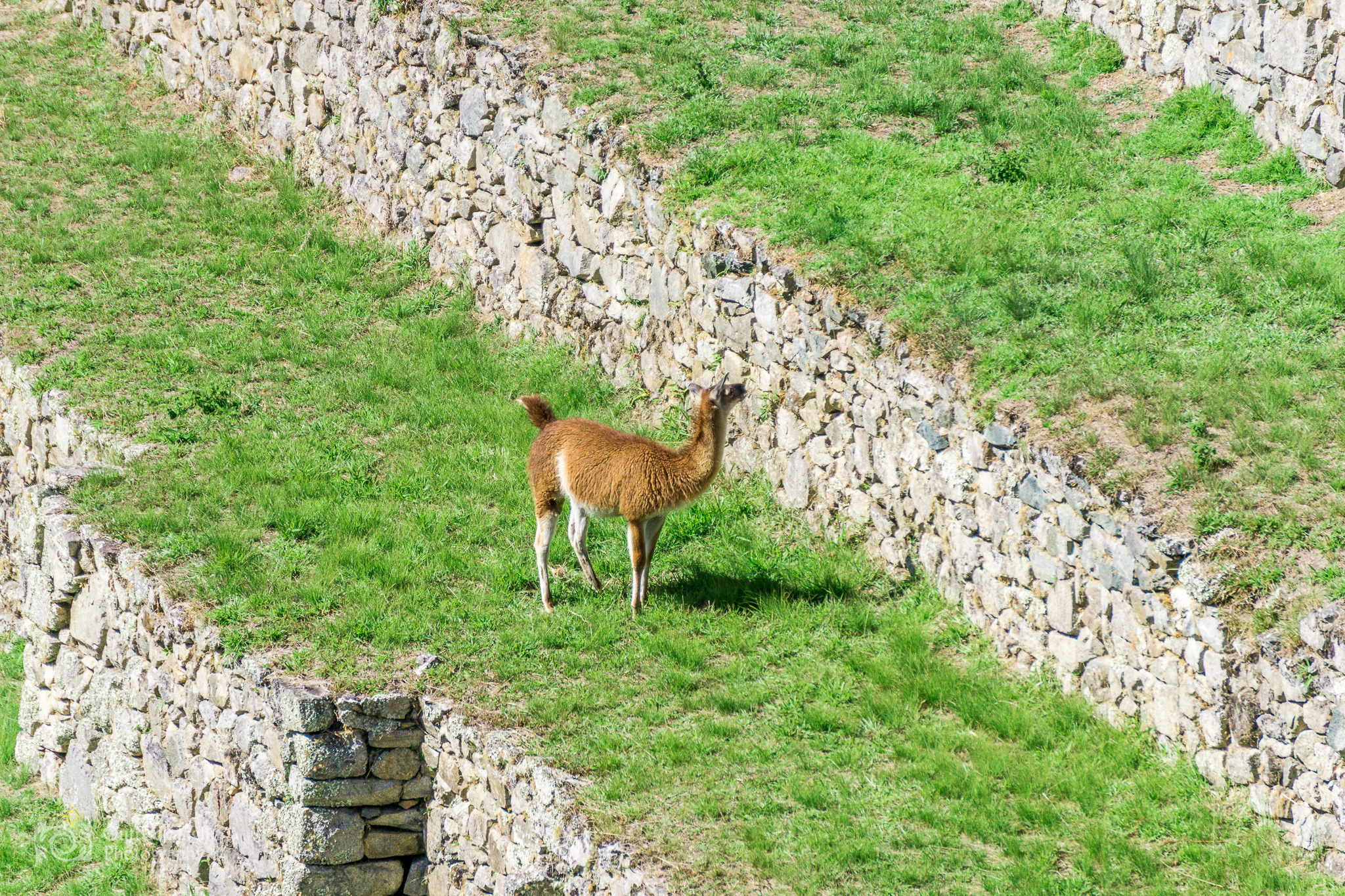 Peru 2016 A6000 7235